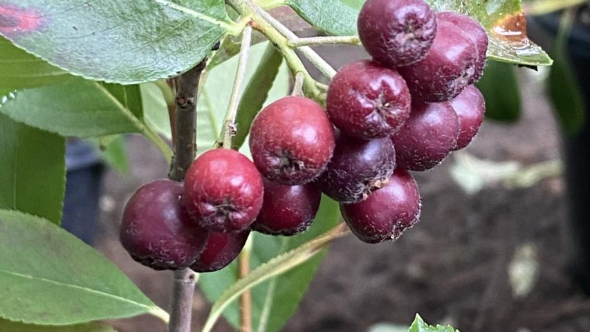 at nursery by maggie