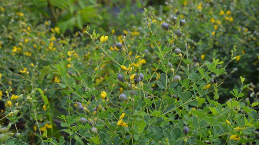 at nursery by maggie