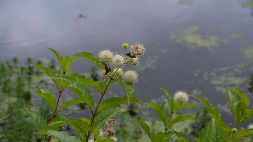 williams pres my maggie