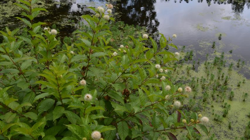 williams pres by maggie