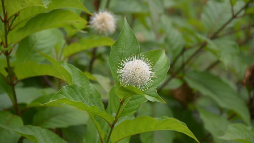 at founders by maggie