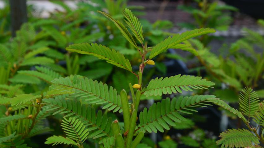 at nursery my maggie