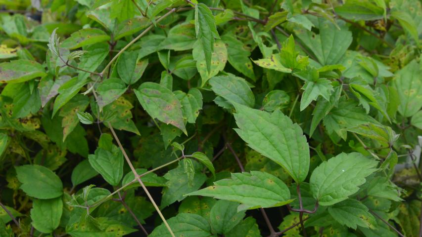 clematis from nursery by maggie