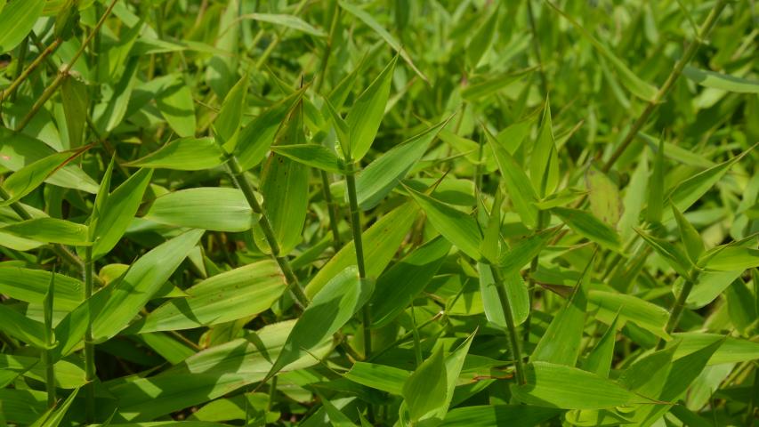 at founders my maggie