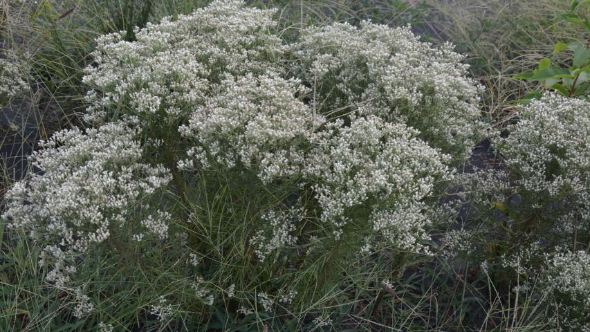 at nursery by maggie