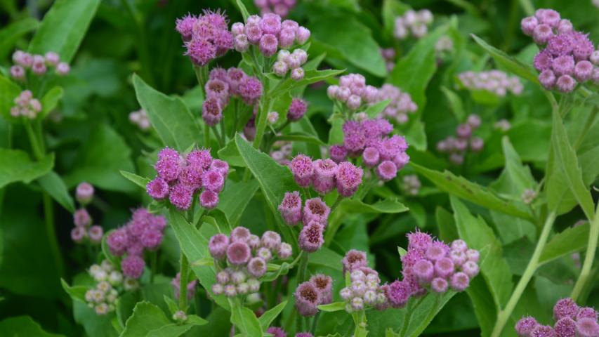 at nursery my maggie