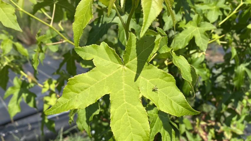 at founders by maggie