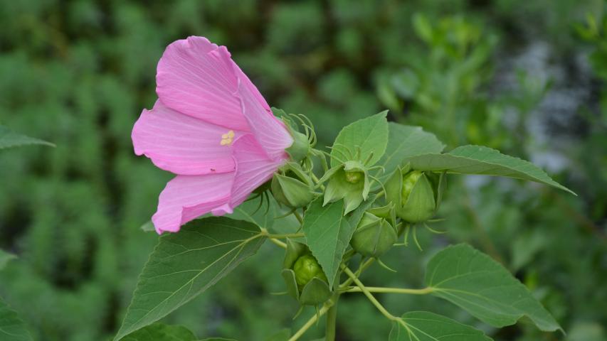 williams pres by maggie