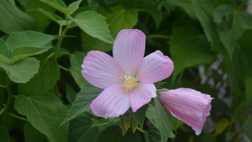 at nursery my maggie