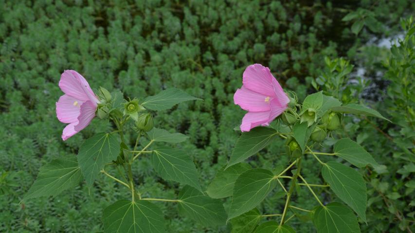 williams pres my maggie