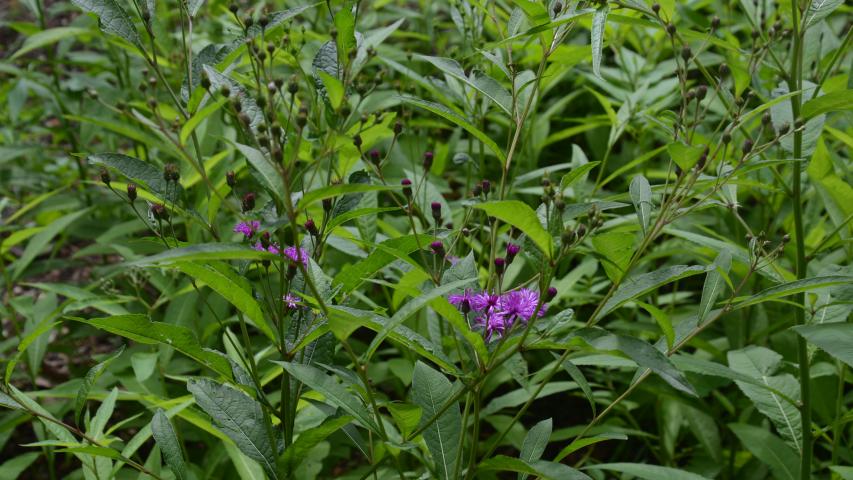 williams pres my maggie