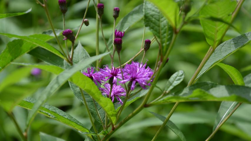 williams pres by maggie