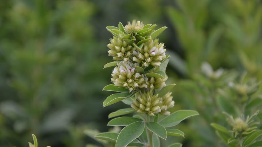 Round-headed bush clover | Plant Database