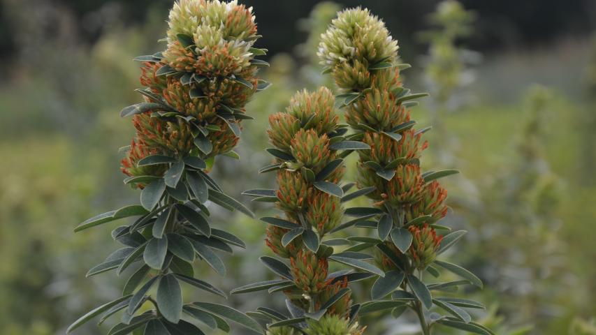 at nursery by maggie