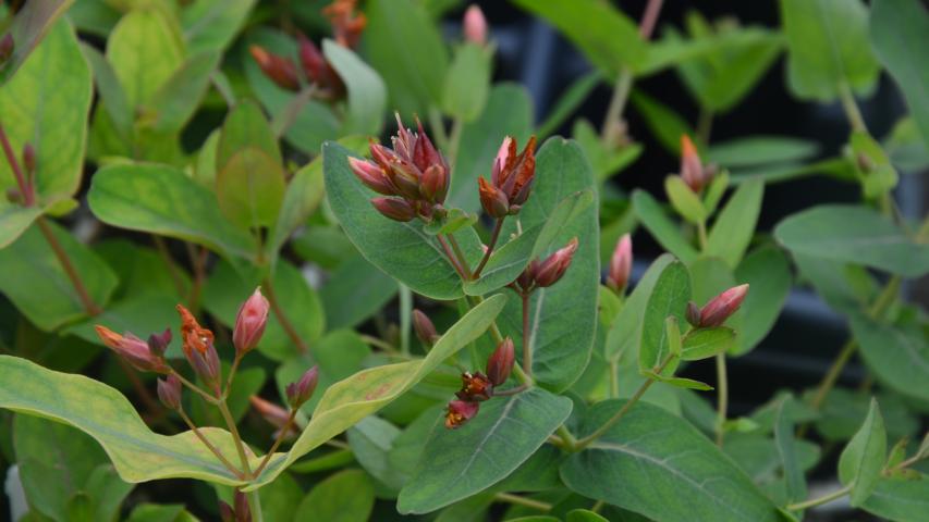 at nursery my maggie