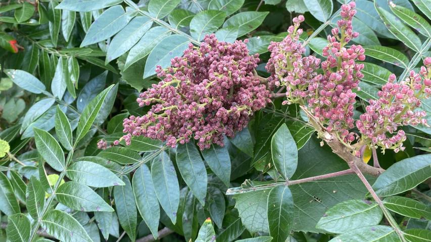 winged sumac