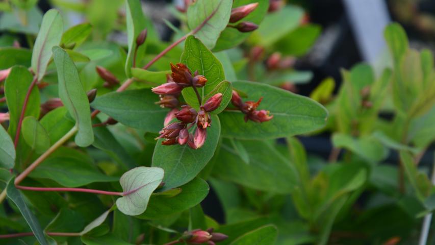 at nursery by maggie