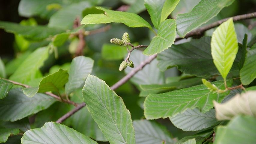 Hazel Alder