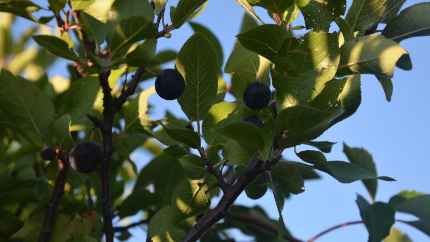 Beach Plum Plant Database   DSC 0106.JPG