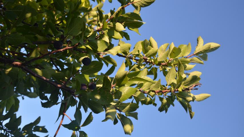 Beach Plum Plant Database   DSC 0107.JPG