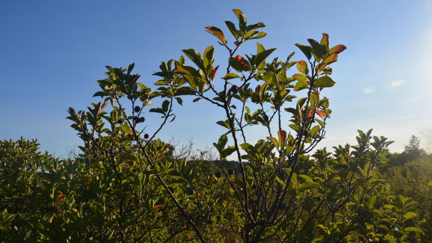 Beach Plum Plant Database   DSC 0112.JPG