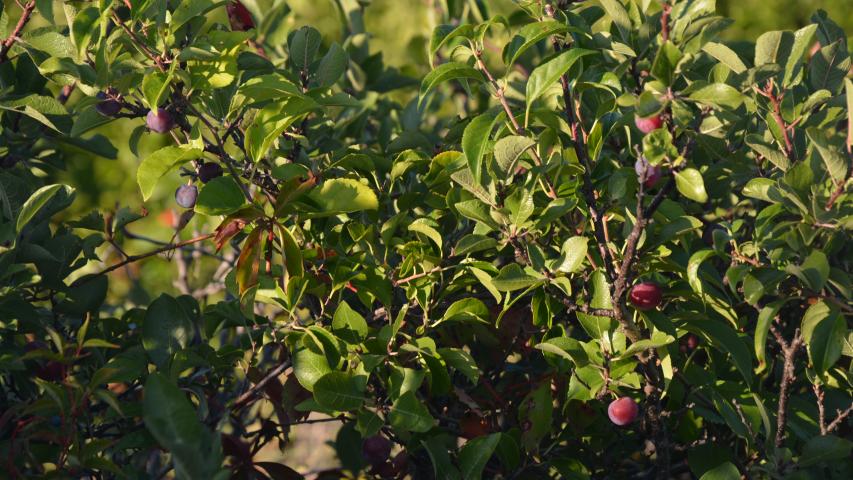 Beach Plum Plant Database   DSC 0118.JPG