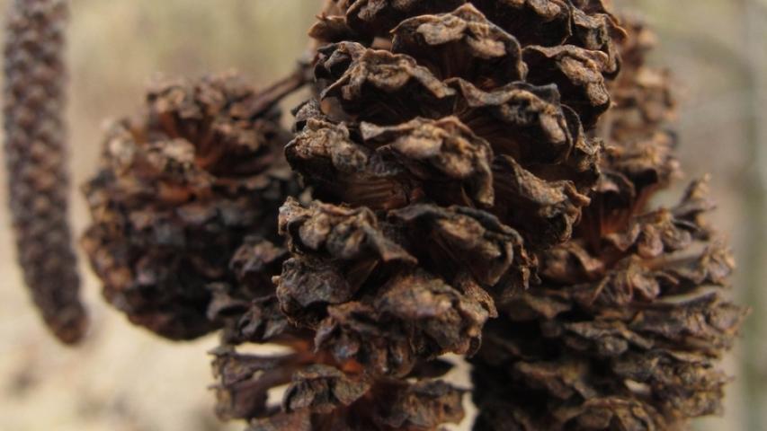 hazel alder cones