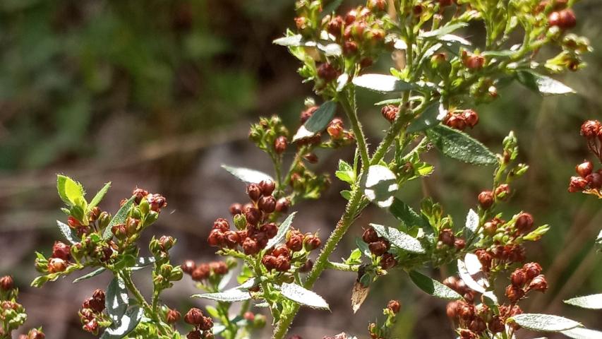 hairy pinweed