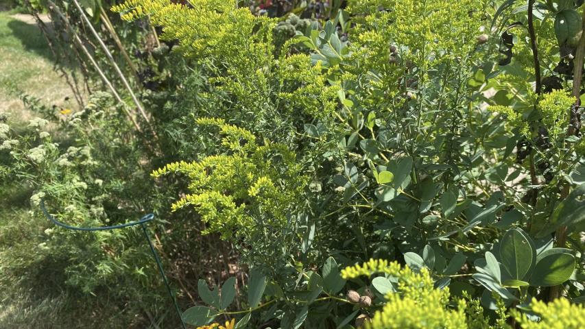 Gray Goldenrod