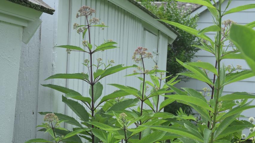 bellport pic by maggie