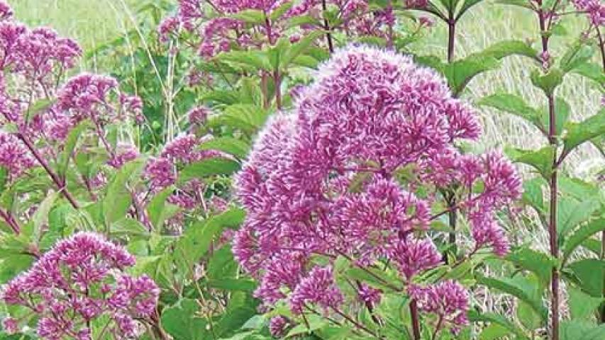 Purple Joe-Pye Weed | Plant Database