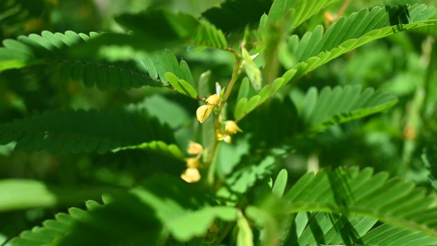 Flowers of Sensitive Partridge Pea