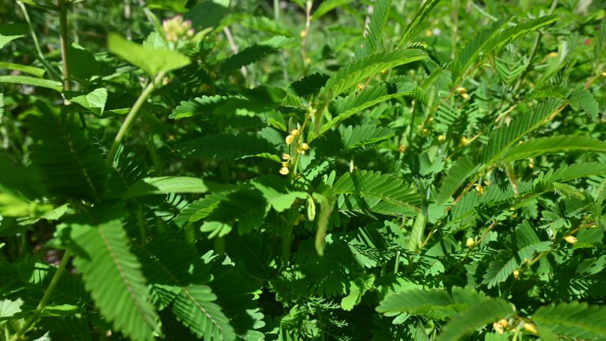 Foliage of Sensitive Partridge Pea