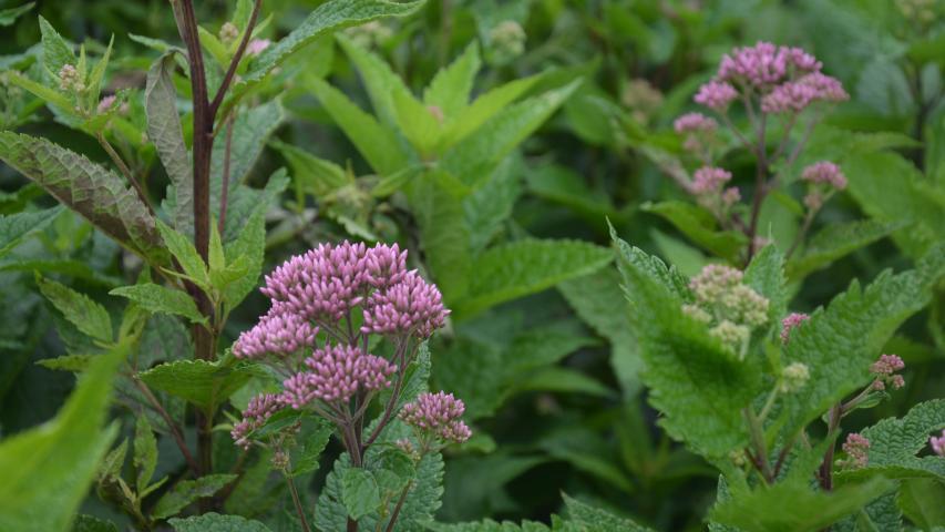 foliage and flower buds Eutrochium dubium