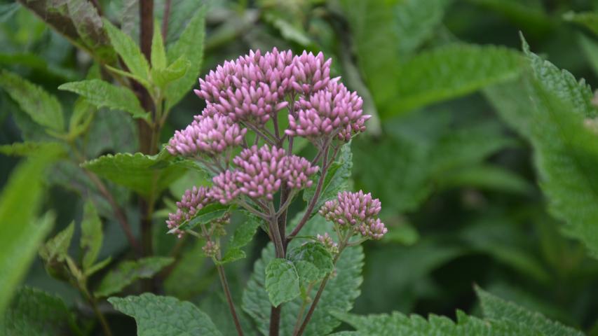 flower buds Eutrochium dubium