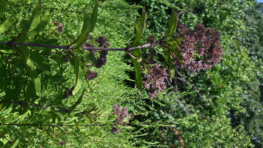 ?Eutrochium maculatum