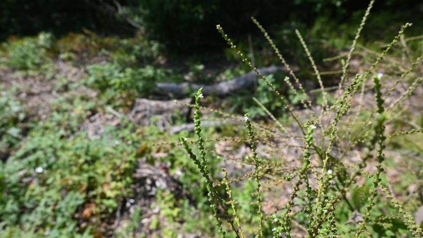 by maggie @ bethpage