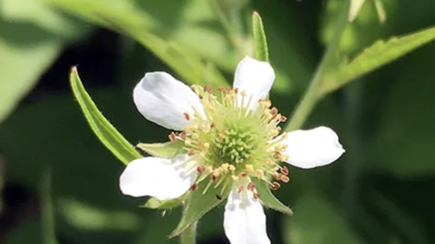 https://hayefield.com/product/geum-canadense-white-avens/