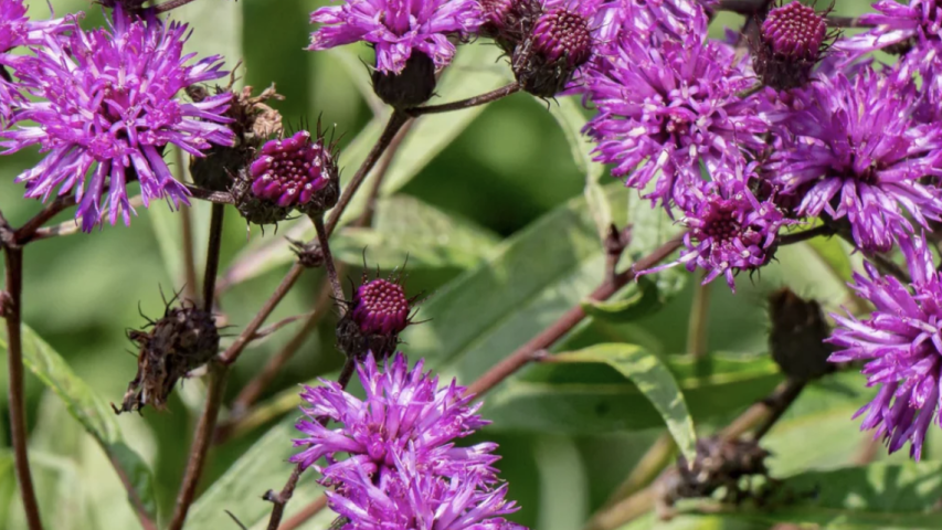 https://nativegardeners.com/products/prairie-ironweed?srsltid=AfmBOorIhElw8GKKxvEIvvLvwwzo1NxDZ-VSp2xOx1HSsiP_-EwiRVyK