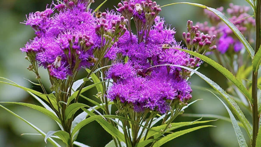 https://nativegardeners.com/products/prairie-ironweed?srsltid=AfmBOorIhElw8GKKxvEIvvLvwwzo1NxDZ-VSp2xOx1HSsiP_-EwiRVyK