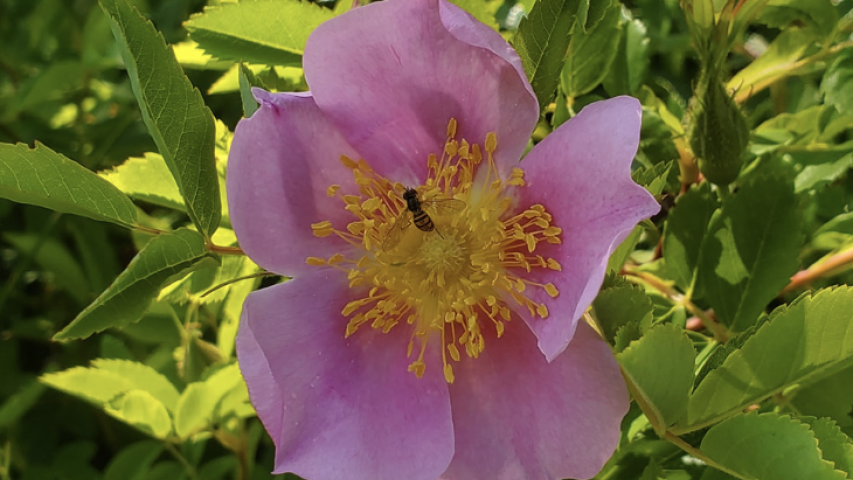 photo by anthony marinello