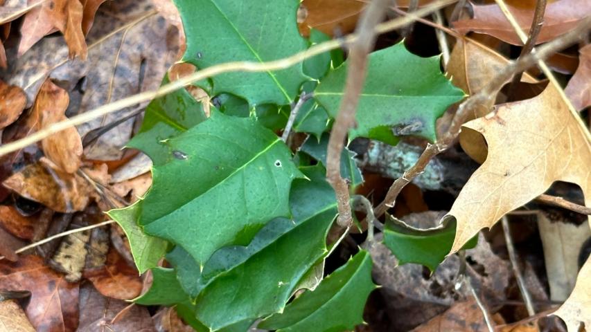 American Holly taralynnn