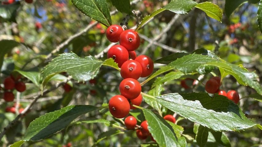 winterberry by maggie