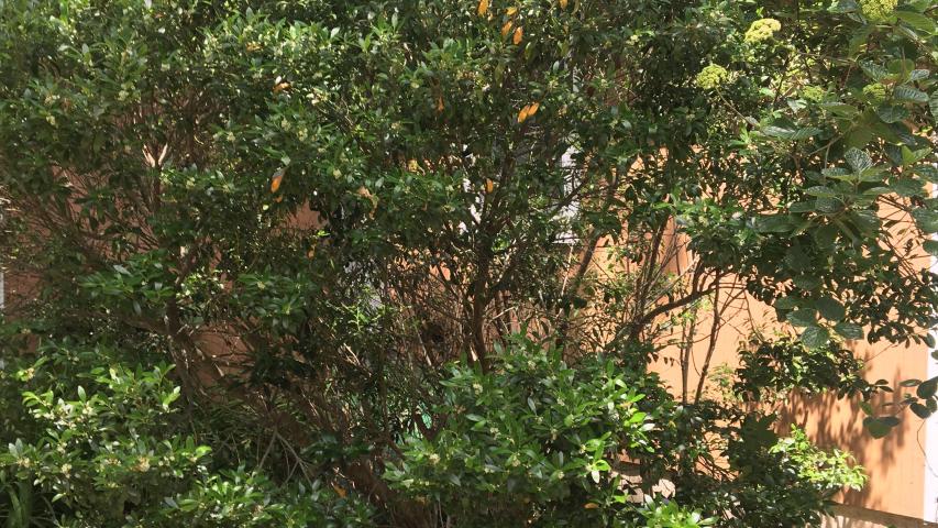 Illex glabra Taralynn