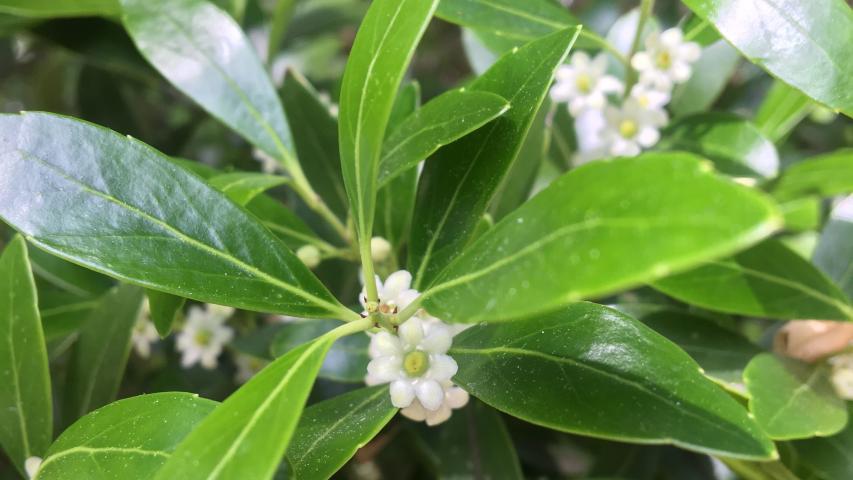 Illex glabra inkberry T