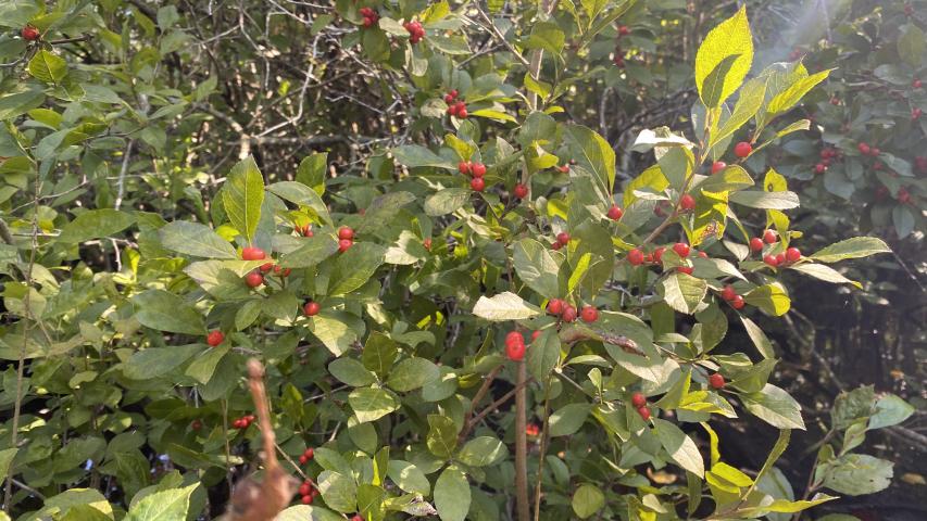 winterberry by maggie