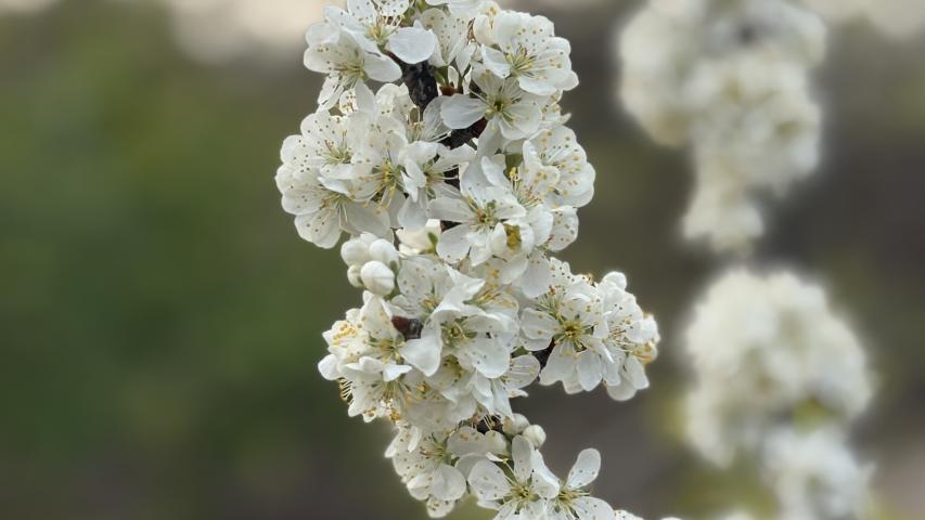 Beach Plum in flower
