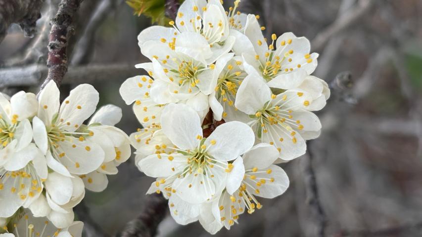Beach Plum in flower