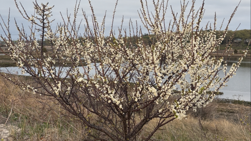 Beach Plum in flower