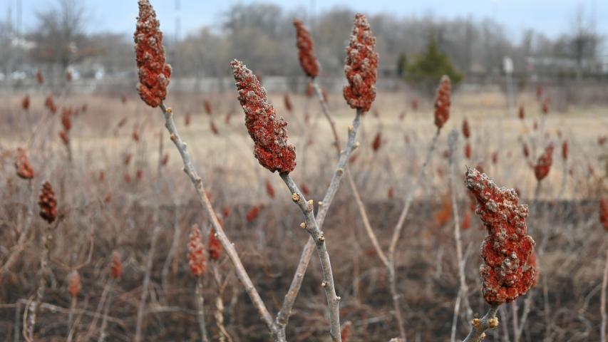 Rhus typhina from Hempstead Plains